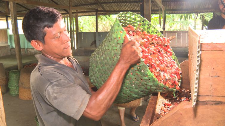 Guaraná: os olhos da floresta